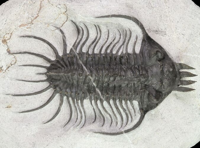 Spiny Quadrops Trilobite - Large For Species #69574